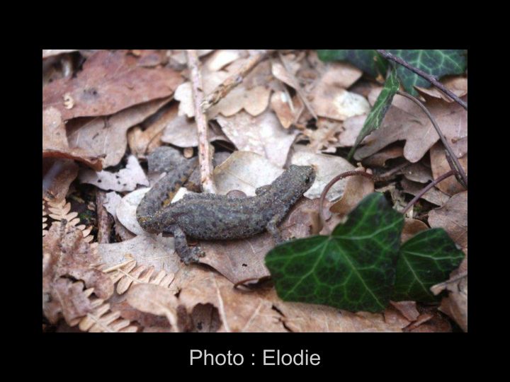 Les photos d' Elodie page 004